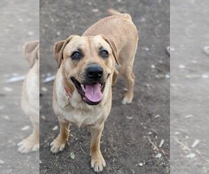 Boxador Dogs for adoption in Dallas, TX, USA