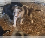 Small Photo #1 Border Collie Puppy For Sale in OAKLAND, OR, USA