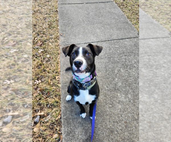 Medium Photo #6 Labrador Retriever-Unknown Mix Puppy For Sale in Raleigh, NC, USA