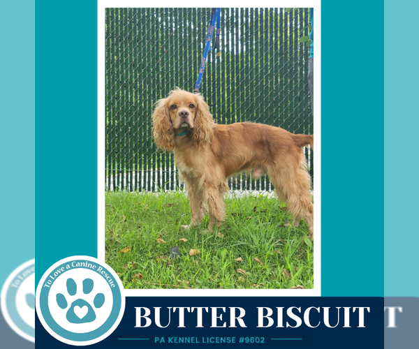 Medium Photo #3 Cocker Spaniel Puppy For Sale in Kimberton, PA, USA