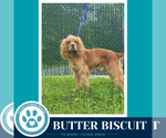 Small #2 Cocker Spaniel