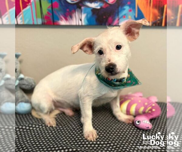 Medium Photo #3 Chihuahua-Unknown Mix Puppy For Sale in Washington, DC, USA