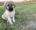 Small Photo #10 Anatolian Shepherd Puppy For Sale in ROBSTOWN, TX, USA