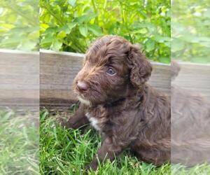 F2 Aussiedoodle Puppy for Sale in EVANS, Georgia USA