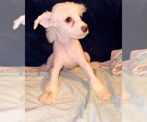 Chinese Crested Puppy for sale in BROOKLYN, NY, USA