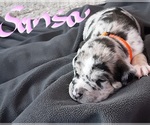 Small #5 American Staffordshire Terrier-Catahoula Leopard Dog Mix