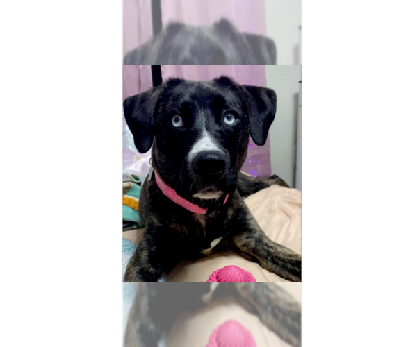 Medium Photo #9 Siberian Husky-Unknown Mix Puppy For Sale in Springdale, PA, USA