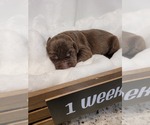 Small Photo #4 Labrador Retriever Puppy For Sale in KATHLEEN, GA, USA