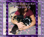 Small Photo #24 Pembroke Welsh Corgi Puppy For Sale in LOGAN, NM, USA