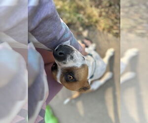 Laverne - Female American Staffordshire Terrier-Boxer Mix Dog for Adoption - Photo #4