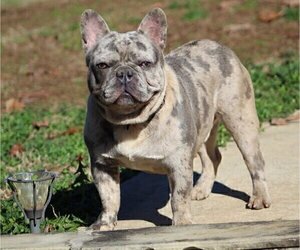 Father of the French Bulldog puppies born on 02/20/2022