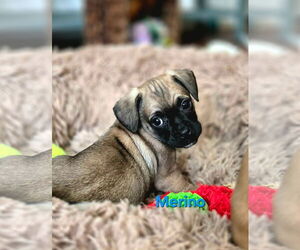 Pug-Unknown Mix Dogs for adoption in Mission Viejo, CA, USA
