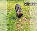 Small #2 Cane Corso