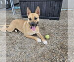 Small #7 American Pit Bull Terrier Mix