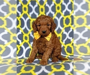 Goldendoodle (Miniature) Puppy for sale in CHRISTIANA, PA, USA