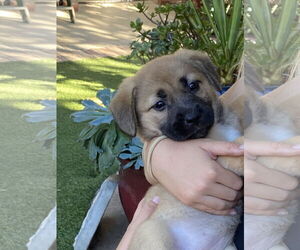 Mutt Dogs for adoption in San Diego, CA, USA