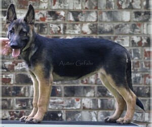 German Shepherd Dog Puppy for sale in GREENVILLE, TX, USA