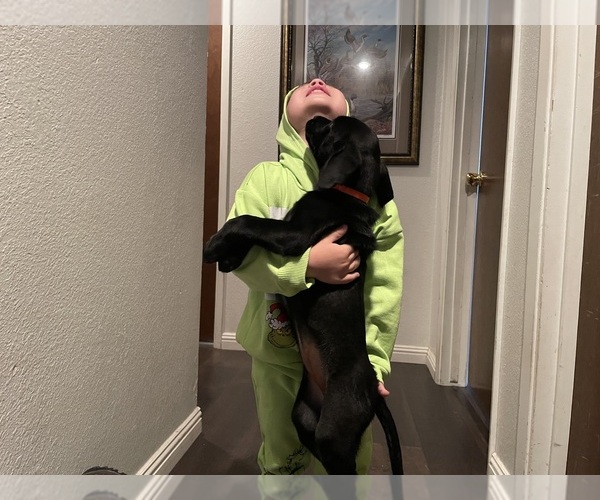 Medium Photo #5 Labrador Retriever Puppy For Sale in REDDING, CA, USA