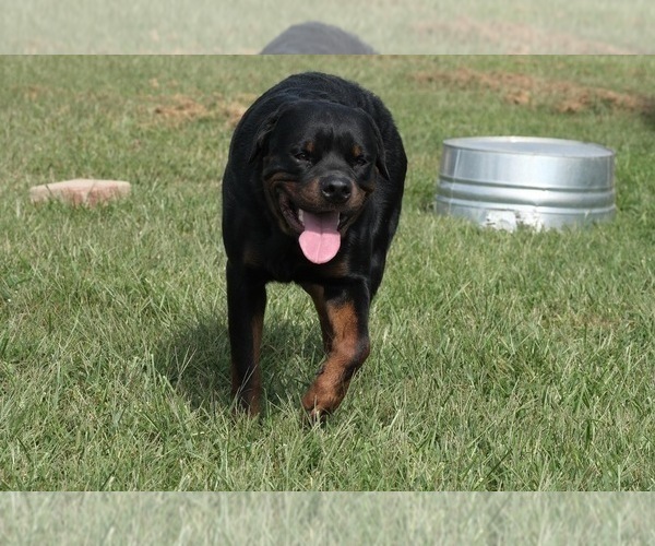 Medium Photo #1 Rottweiler Puppy For Sale in PELZER, SC, USA