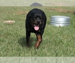 Small Photo #1 Rottweiler Puppy For Sale in PELZER, SC, USA