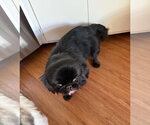 Small #3 Pekingese