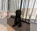 Puppy thunder Labradoodle-Poodle (Standard) Mix