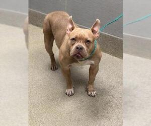 French Bulldog-Unknown Mix Dogs for adoption in Las Vegas, NV, USA