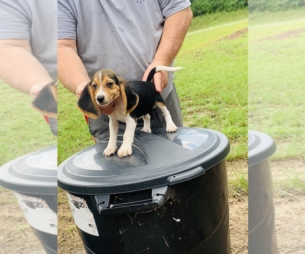 Medium Photo #3 Beagle Puppy For Sale in hazlehurst, GA, USA