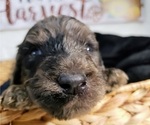 Small Photo #2 Labradoodle Puppy For Sale in SAN ANTONIO, TX, USA
