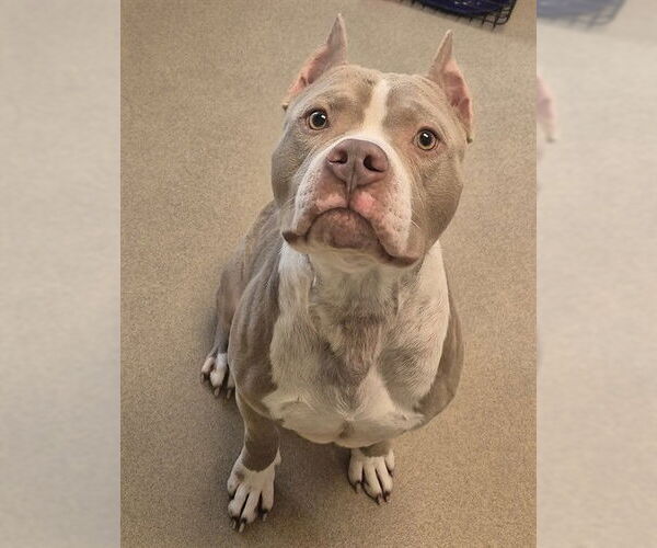 Medium Photo #1 Mutt Puppy For Sale in Decatur, IL, USA