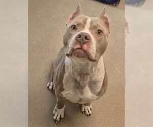 Mutt Dogs for adoption in Decatur, IL, USA