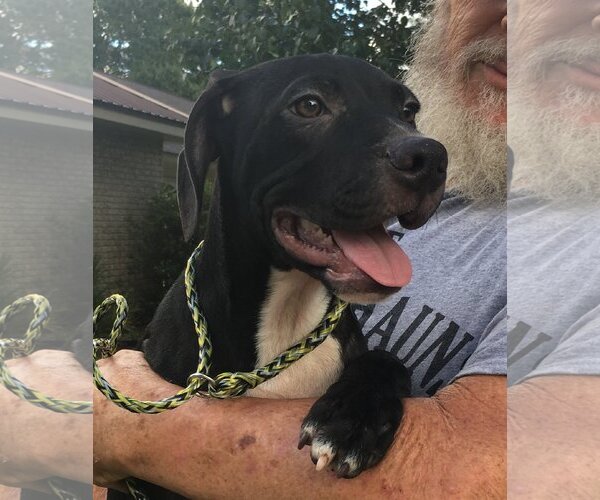 Medium Photo #1 Labrador Retriever-Unknown Mix Puppy For Sale in Slidell, LA, USA