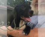 Small Photo #1 Labrador Retriever-Unknown Mix Puppy For Sale in Slidell, LA, USA