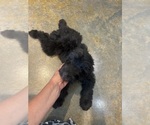Small #2 F2 Aussiedoodle