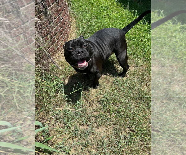 Medium Photo #1 American Pit Bull Terrier Puppy For Sale in Claremore, OK, USA