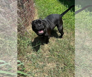 American Pit Bull Terrier Dogs for adoption in Claremore, OK, USA