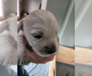 English Cream Golden Retriever Puppy for sale in KANSAS CITY, MO, USA