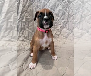 Boxer Puppy for sale in OTTERBEIN, IN, USA