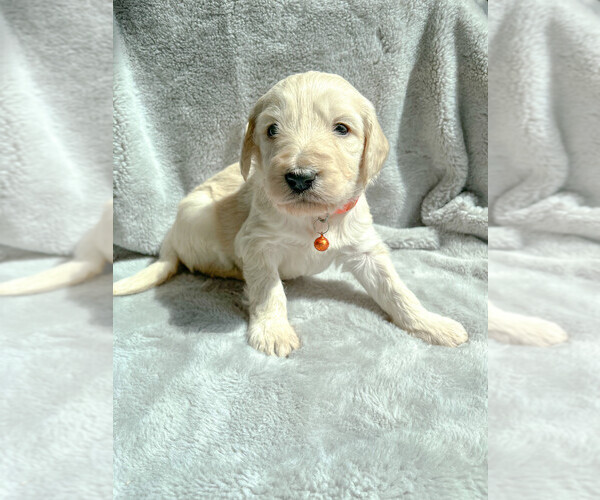 Medium Photo #1 Goldendoodle Puppy For Sale in RENO, NV, USA