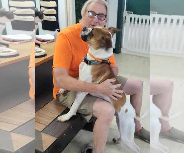 Medium Photo #9 Boxer Puppy For Sale in Burnsville, MN, USA