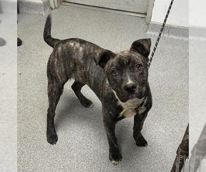 American Staffordshire Terrier Dogs for adoption in Palmetto, FL, USA