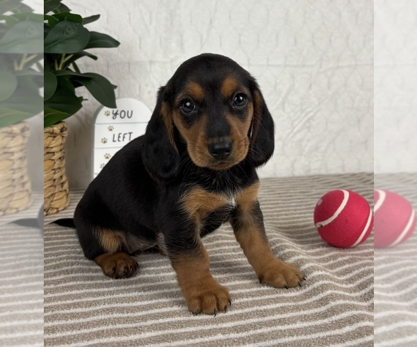 Medium Photo #4 Dachshund Puppy For Sale in GREENFIELD, IN, USA