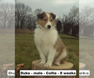 Collie Puppy for sale in CLARKRANGE, TN, USA