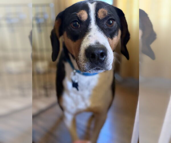 Medium Photo #1 Mutt Puppy For Sale in Plainfield, IL, USA