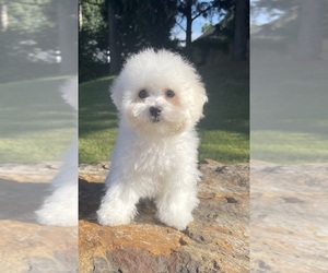 Bichon Frise Puppy for sale in OLIVE BRANCH, MS, USA
