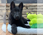 Small Photo #34 German Shepherd Dog Puppy For Sale in LENOIR, NC, USA