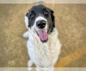 Bordoodle Dogs for adoption in Tallahassee, FL, USA