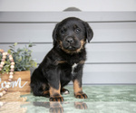 Small Photo #18 Bernedoodle-Labrador Retriever Mix Puppy For Sale in REED CITY, MI, USA