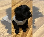 Small Photo #1 YorkiePoo Puppy For Sale in NEW BRITAIN, CT, USA