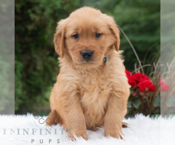 Medium Photo #5 Golden Retriever Puppy For Sale in NEWPORT, PA, USA
